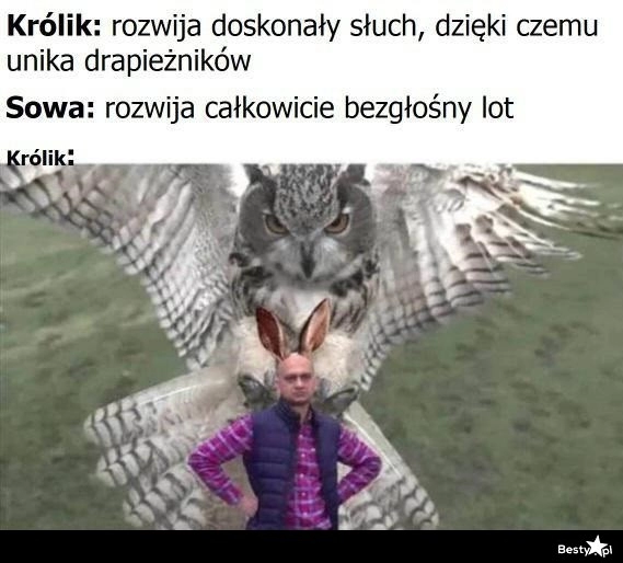 
    Królik 