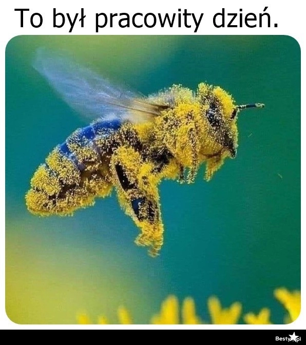 
    Pracowity dzień 