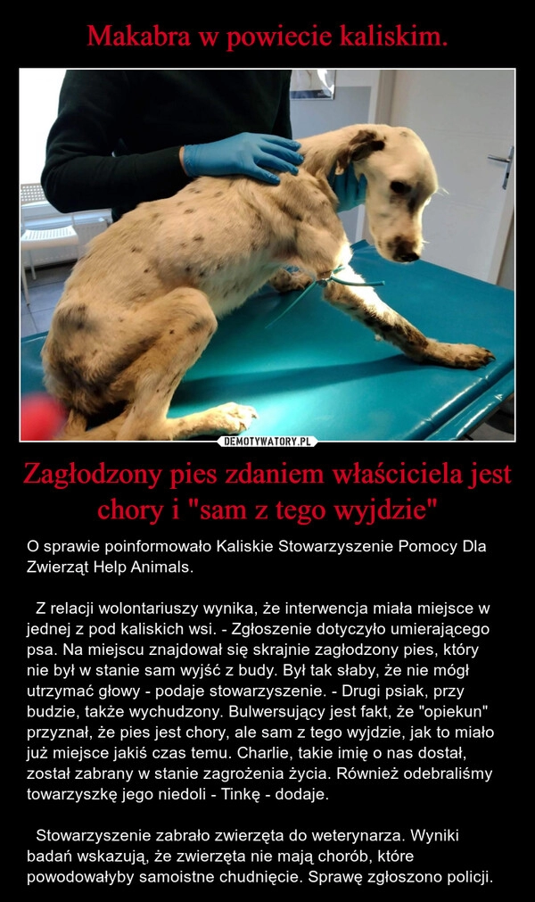 
    Makabra w powiecie kaliskim. Zagłodzony pies zdaniem właściciela jest chory i "sam z tego wyjdzie" 