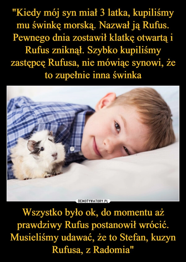 
    "Kiedy mój syn miał 3 latka, kupiliśmy mu świnkę morską. Nazwał ją Rufus. Pewnego dnia zostawił klatkę otwartą i Rufus zniknął. Szybko kupiliśmy zastępcę Rufusa, nie mówiąc synowi, że to zupełnie inna świnka Wszystko było ok, do momentu aż prawdziwy Rufus postanowił wrócić. Musieliśmy udawać, że to Stefan, kuzyn Rufusa, z Radomia" 