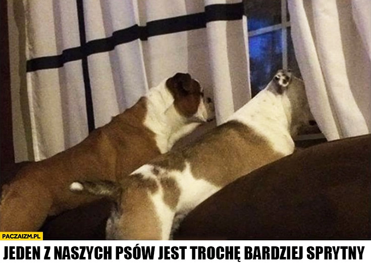 
    Psy patrzą przez okno przez firankę jeden z naszych psów jest trochę bardziej sprytny