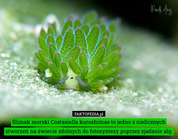 
    Ślimak morski Costasiella kuroshimae to jedno z nielicznych stworzeń na