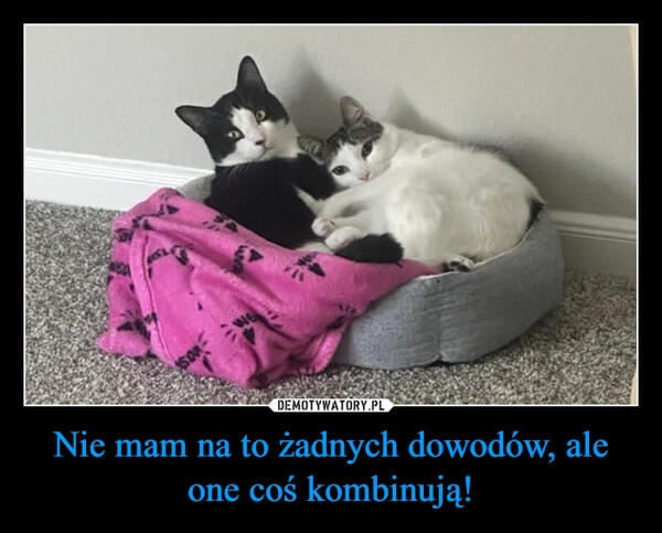 
    Nie mam na to żadnych dowodów, ale one coś kombinują!