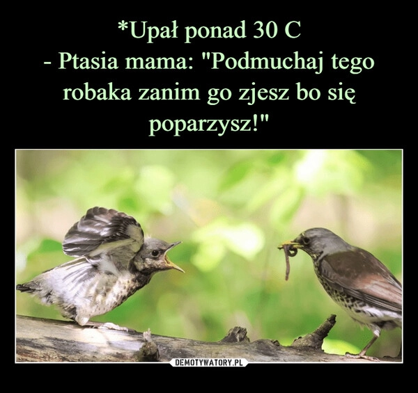 
    *Upał ponad 30 C
- Ptasia mama: "Podmuchaj tego robaka zanim go zjesz bo się poparzysz!"