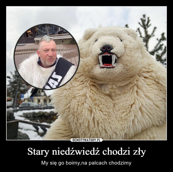 
    Stary niedźwiedź chodzi zły