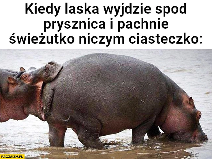 
    Kiedy laska wyjdzie spod prysznica i pachnie świeżutko niczym ciasteczko hipopotamy