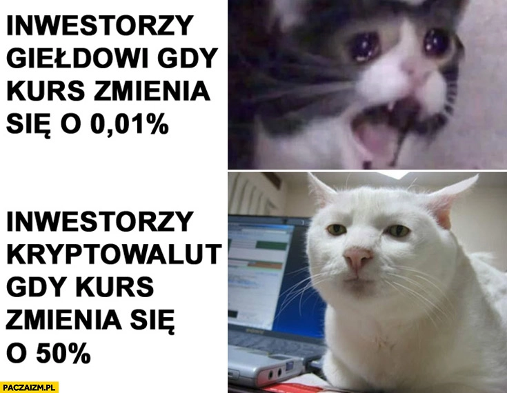 Inwestorzy giełdowi gdy kurs zmienia się o 0,01% procenta panika vs inwestorzy kryptowalut gdy kurs zmienia się o 50% procent obojętni kot koty