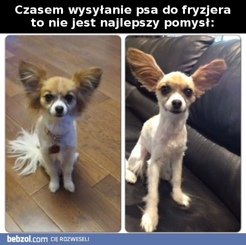 
    Nienajlepszy pomysł