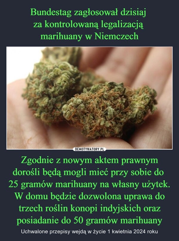 
    Bundestag zagłosował dzisiaj 
za kontrolowaną legalizacją 
marihuany w Niemczech Zgodnie z nowym aktem prawnym dorośli będą mogli mieć przy sobie do 
25 gramów marihuany na własny użytek. W domu będzie dozwolona uprawa do trzech roślin konopi indyjskich oraz posiadanie do 50 gramów marihuany