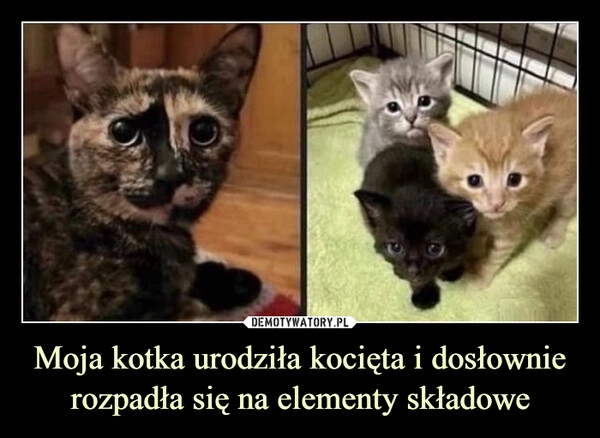 
    Moja kotka urodziła kocięta i dosłownie rozpadła się na elementy składowe