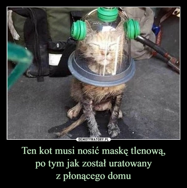 
    Ten kot musi nosić maskę tlenową,
po tym jak został uratowany
z płonącego domu