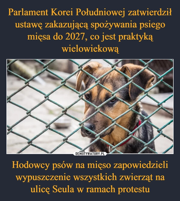 
    Parlament Korei Południowej zatwierdził ustawę zakazującą spożywania psiego mięsa do 2027, co jest praktyką wielowiekową Hodowcy psów na mięso zapowiedzieli wypuszczenie wszystkich zwierząt na ulicę Seula w ramach protestu