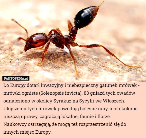 
    Do Europy dotarł inwazyjny i niebezpieczny gatunek mrówek - mrówki ogniste