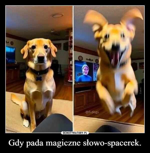 
    Gdy pada magiczne słowo-spacerek.