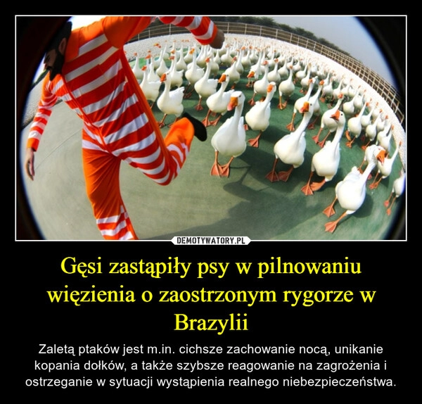 
    Gęsi zastąpiły psy w pilnowaniu więzienia o zaostrzonym rygorze w Brazylii