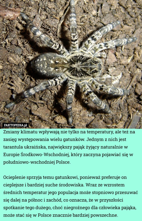 
    Zmiany klimatu wpływają nie tylko na temperatury, ale też na zasięg występowania