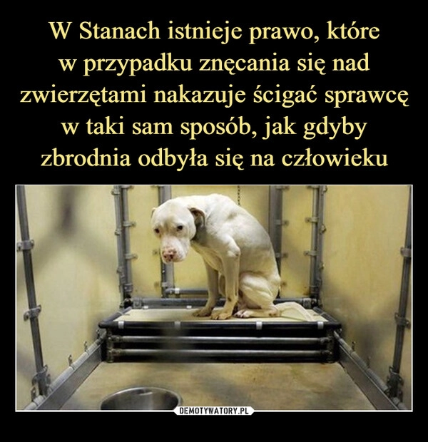 
    W Stanach istnieje prawo, które
w przypadku znęcania się nad zwierzętami nakazuje ścigać sprawcę w taki sam sposób, jak gdyby zbrodnia odbyła się na człowieku