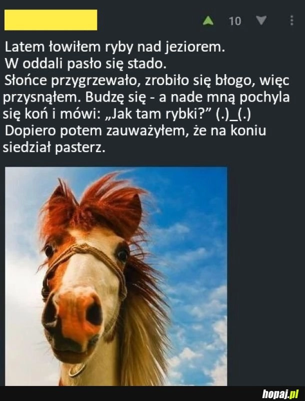 
    Gadający koń