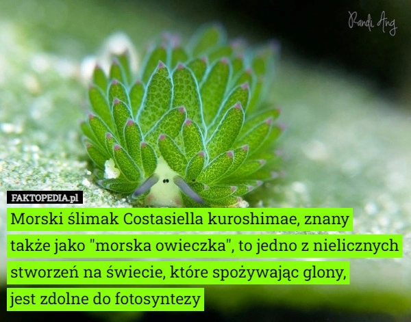 
    Morski ślimak Costasiella kuroshimae, znany
także jako "morska owieczka",