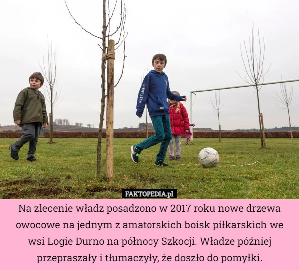 
    Na zlecenie władz posadzono w 2017 roku nowe drzewa owocowe na jednym z