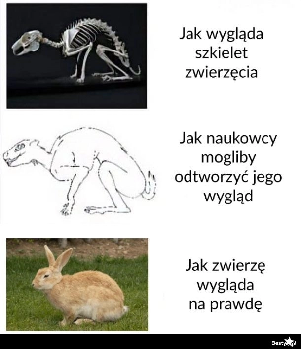 
    Szkielet i wygląd 