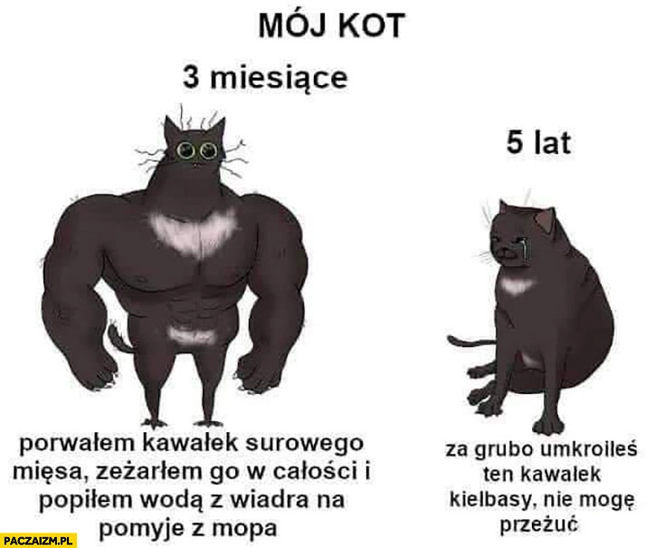 Mój kot 3 miesiące vs 5 lat porównanie jadł wszystko teraz za grubo ukroiłeś kawałek kiełbasy