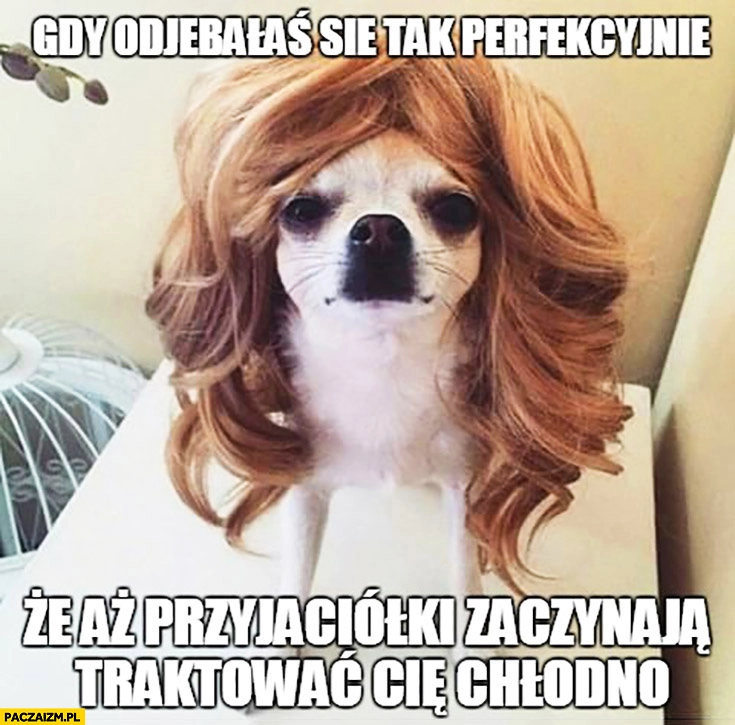 
    Kiedy odstrzeliłaś się tak perfekcyjnie, że aż przyjaciółki zaczynają traktować Cię chłodno pies