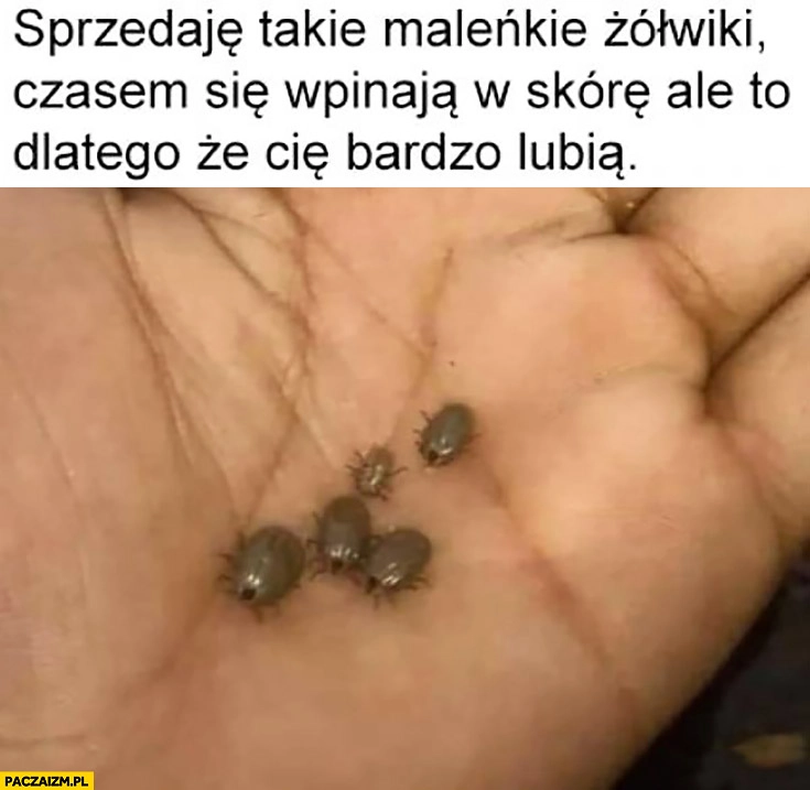 
    Kleszcze sprzedaję takie maleńkie żółwiki czasami się wpinają w skórę ale to dlatego, że bardzo Cię lubią