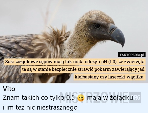 
    Soki żoładkowe