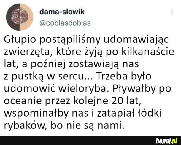 
    Udomowiliśmy nie te zwierzęta...