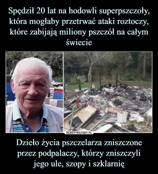 
    Spędził 20 lat na hodowli superpszczoły, która mogłaby przetrwać ataki roztoczy, które zabijają miliony pszczół na całym świecie Dzieło życia pszczelarza zniszczone przez podpalaczy, którzy zniszczyli
jego ule, szopy i szklarnię