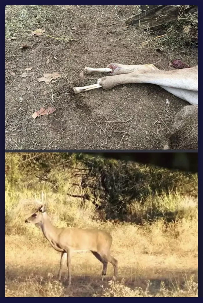 
    Deer seen walking around on its bones