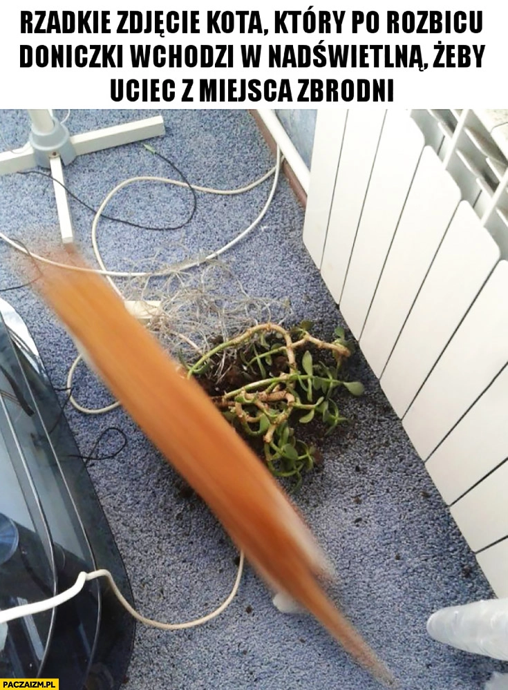 
    Rzadkie zdjęcie kota, który po rozbiciu doniczki wchodzi w nadświetlną żeby uciec z miejsca zbrodni