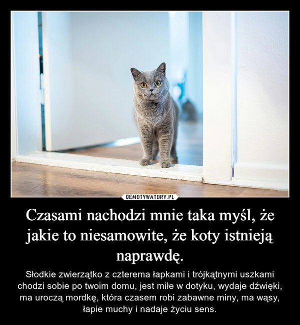 
    Czasami nachodzi mnie taka myśl, że jakie to niesamowite, że koty istnieją naprawdę.