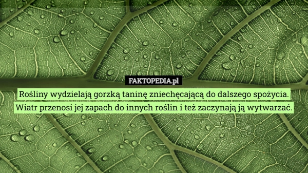 
    Rośliny wydzielają gorzką taninę zniechęcającą do dalszego spożycia.
Wiatr
