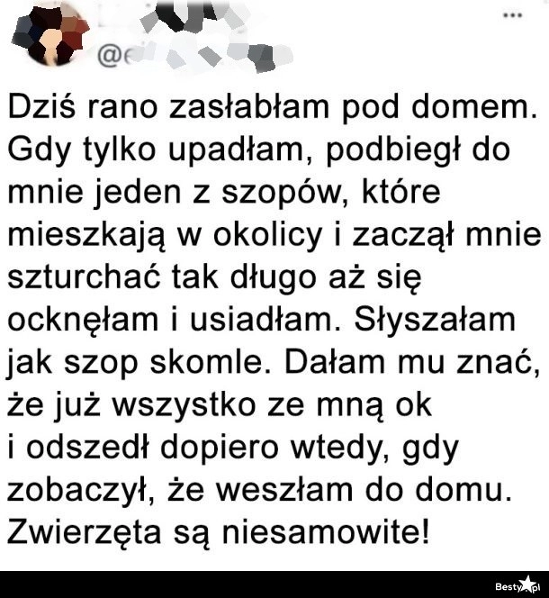 
    Szop z okolicy 