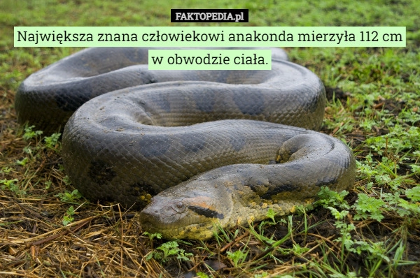 
    Największa znana człowiekowi anakonda mierzyła 112 cm w obwodzie ciała.