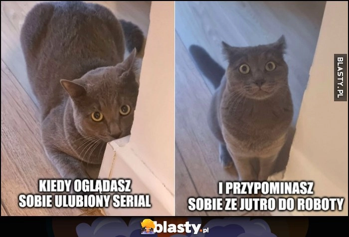 
    Kot kotek kiedy oglądasz sobie ulubiony serial i przypominasz sobie, że jutro do roboty