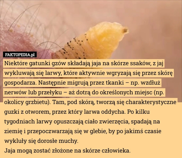 
    Niektóre gatunki gzów składają jaja...