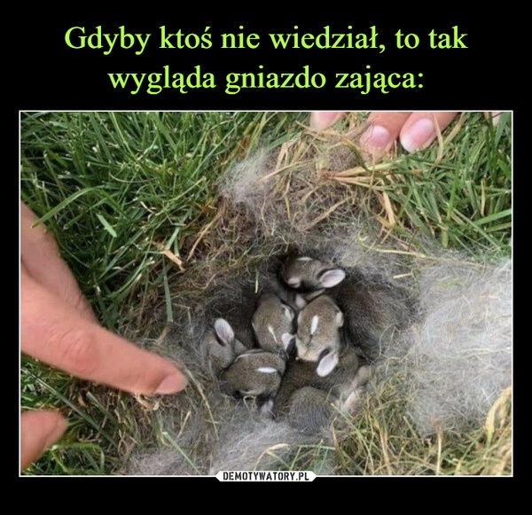 
    Gdyby ktoś nie wiedział, to tak wygląda gniazdo zająca: