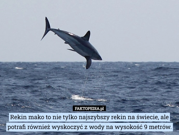 
    Rekin mako to nie tylko najszybszy rekin na świecie, ale potrafi również