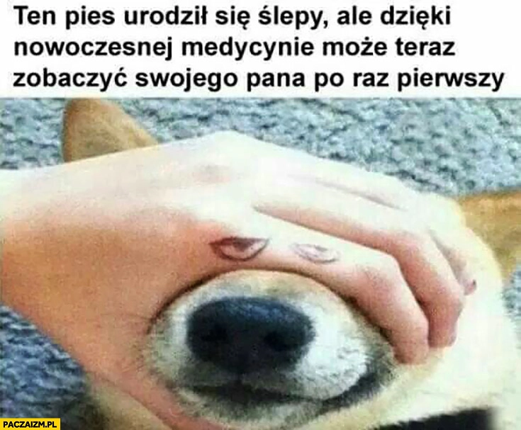 Ten pies urodził się ślepy ale dzięki medycynie może teraz zobaczyć swojego pana po raz pierwszy. Dorysowane oczy