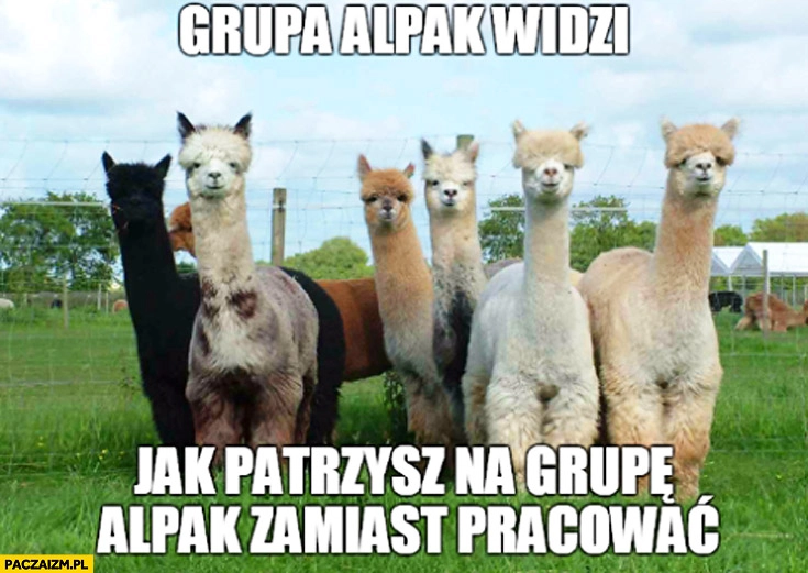 
    Grupa alpak widzi jak patrzysz na grupę alpak zamiast pracować