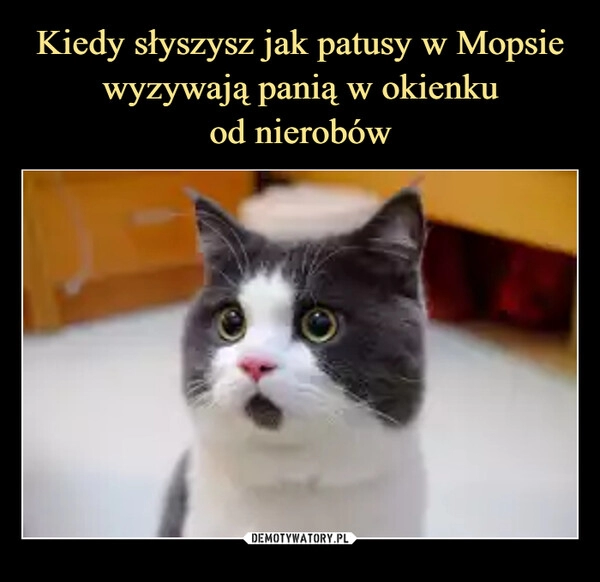 
    Kiedy słyszysz jak patusy w Mopsie wyzywają panią w okienku
od nierobów