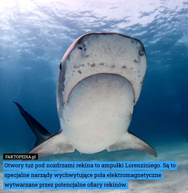 
    Otwory tuż pod nozdrzami rekina to ampułki Lorenziniego. Są to specjalne