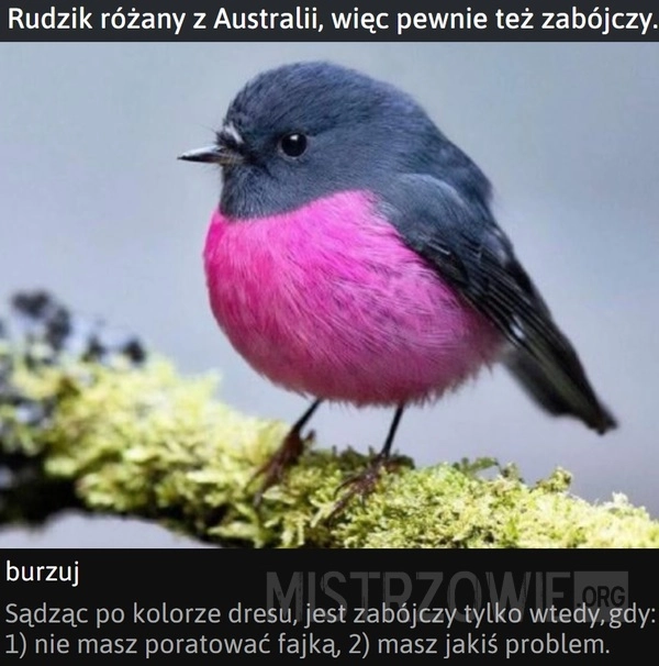 
    Rudzik różany