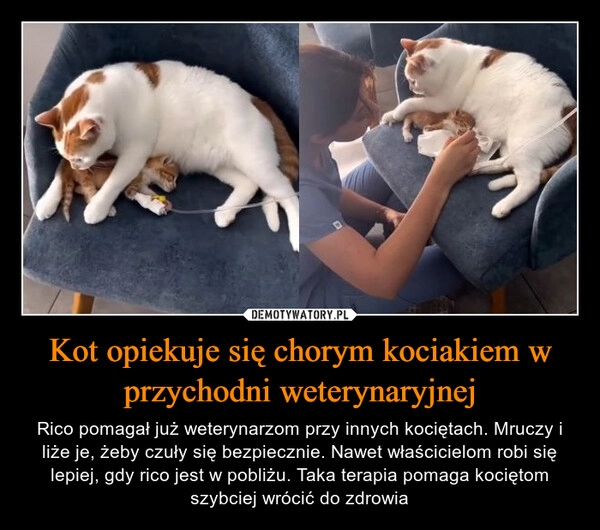 
    Kot opiekuje się chorym kociakiem w przychodni weterynaryjnej