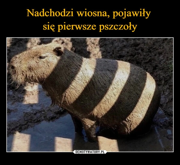 
    Nadchodzi wiosna, pojawiły 
się pierwsze pszczoły