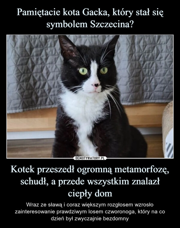 
    Pamiętacie kota Gacka, który stał się symbolem Szczecina? Kotek przeszedł ogromną metamorfozę, schudł, a przede wszystkim znalazł ciepły dom