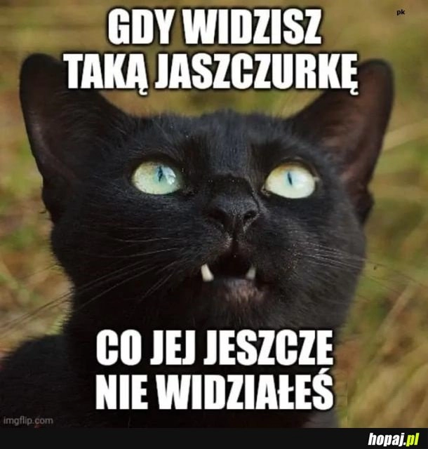 
    Jaszczurka